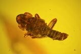 mm Fossil Cicada (Auchenorrhyncha) Nymph In Baltic Amber #123392-1